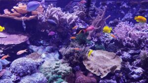view of fish in the Seattle Aquarium in Seattle, Washington, USA